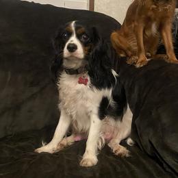 Freya - Cavalier King Charles Spaniel