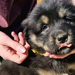 Moon - Black and tan Tibetan Mastiff puppy in Tulsa, Oklahoma from Hi Stand Boxers, Frenchies, & Tibetan Mastiffs