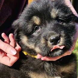 Moon - Black and tan Tibetan Mastiff puppy in Tulsa, Oklahoma from Hi Stand Boxers, Frenchies, & Tibetan Mastiffs