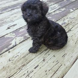 Shihpoo and Shih Tzu All Grown Up from Robert Elkin