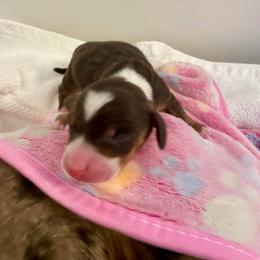 Wyatt - Chocolate and tan male Dachshund puppy in De Land, Florida from Pretty Painted Mini Doxies