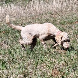 Catahoula Leopard Dogs, Goldendoodles, Poodles, and Sheepadoodles from Prospect Catahoula Farms, LLC