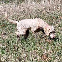 Catahoula Leopard Dogs, Goldendoodles, Poodles, and Sheepadoodles from Prospect Catahoula Farms, LLC