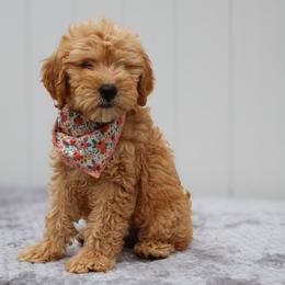 Gracie - Apricot female Goldendoodle puppy in Apopka, Florida from Rae Precious Puppies