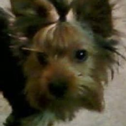 Yorkshire Terriers from Diamond Elite Kennels