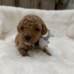 Nitro grey - Cream male Goldendoodle puppy in Shingle Springs, California from Creamy Retrievers