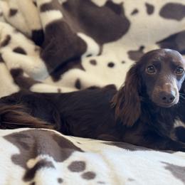Allyson - Dachshund