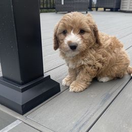 Boy 1 - Bernedoodle puppy in Amherst, Nebraska from Pile Family Goldendoodles