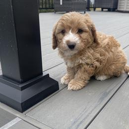 Boy 1 - Bernedoodle puppy in Amherst, Nebraska from Pile Family Goldendoodles