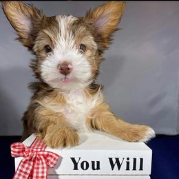 Yorkshire Terriers from Spoiled Paw Paw Yorkies