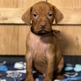 Puppy 4 - Golden rust male Vizsla puppy in Coal Center, Pennsylvania from Waymaker Vizslas