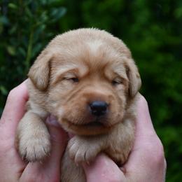 Girl 4 - Yellow female Labrador Retriever puppy in North Wilkesboro, North Carolina from Sunset Ridge Labs