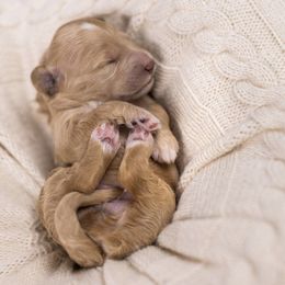 Cockapoo and Goldendoodle Puppies from Vino and Vespa Doodles