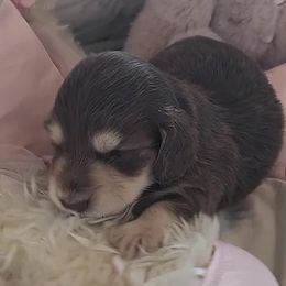Dachshund Puppies from Dixie Doxies