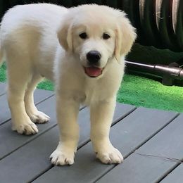 Golden Retriever Puppies from Smokey Mountain English Goldens