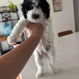 Blue - Black and white male Sheepadoodle puppy in Kissimmee, Florida from Sunflower Family Farms