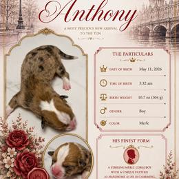 American Corgi Puppies from London Bridge Corgis