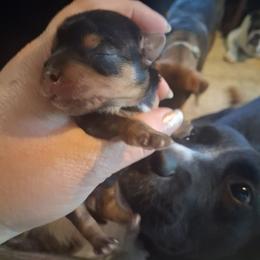 Kenny - Black and tan male Yorkshire Terrier puppy in Jacksonville, Arkansas from Royal Yorkie Terrier