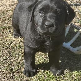 Labrador Retriever Puppies from McCracker Pond Labradors