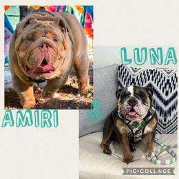 Bulldog puppies from Amanda’s Bullies