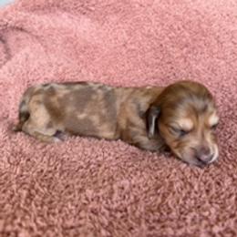 Ruby - Dapple female Dachshund puppy in Hillsdale, Michigan from Chappell Stables