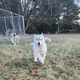 Siberian Husky Puppies from Spirit of the Moon Siberians