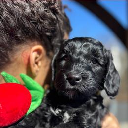 Arrow - Black male Australian Labradoodle puppy in Richmond, Kentucky from Happy Time Doodles