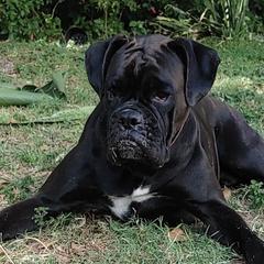Boxers from Perdigao Boxers