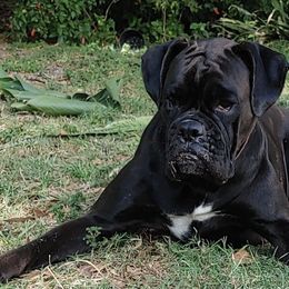 Boxers from Perdigao Boxers