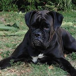 Boxers from Perdigao Boxers
