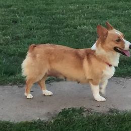Hope - Pembroke Welsh Corgi