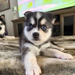 Zarina - Black and white female Alaskan Klee Kai puppy in Beverly Hills, Florida from Lucky Charm Klee Kai