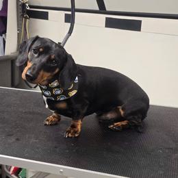 Dachshund puppies from Wideners Dachshunds