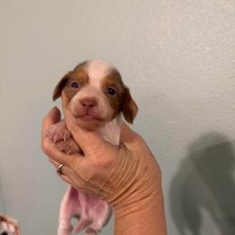 Edison - Dapple male Dachshund puppy in Irving, Texas from DFW Dachshunds by G & S