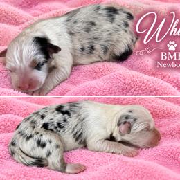 Whisper - Blue merle female Australian Shepherd puppy in Mount Sterling, Ohio from Northern Lights Working Dogs