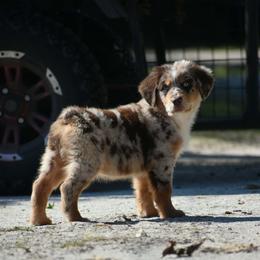 Merlot - Red merle male Australian Shepherd puppy in Oak Hill, Florida from Swingin T Ranch LLC