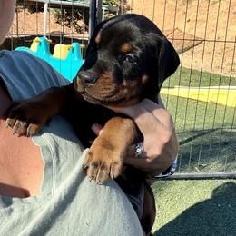 Boy 1 - Black and rust Doberman Pinscher puppy in Valley Center, California from TnT Dobermans