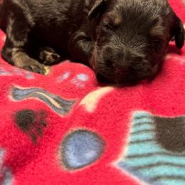 Male 2 - Pepper and salt male Giant Schnauzer puppy in Pearland, Texas from K & S Schnauzers
