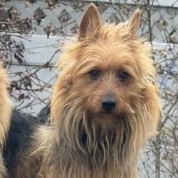 Australian Terriers from Djinda Australian Terriers