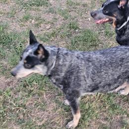 Duce - Australian Cattle Dog