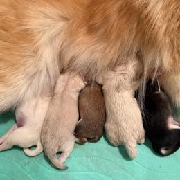 Pomsky puppies from Blue Sky Pomsky