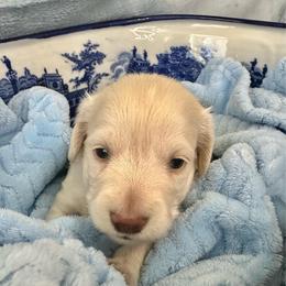Gatsby - Cream male Dachshund puppy in Memphis, Tennessee from River City Doxies