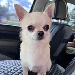 CH Scout - Chihuahua