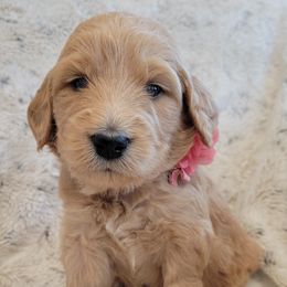 Girl 1 - Goldendoodle puppy in Le Roy, Minnesota from Doodles by the Dam