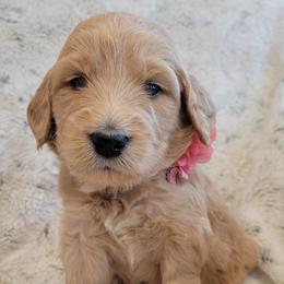 Girl 1 - Goldendoodle puppy in Le Roy, Minnesota from Doodles by the Dam