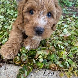 Goldendoodle Puppies from Cherry Lane Farm