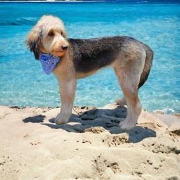 Zina - Aussiedoodle