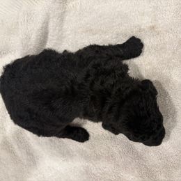 Goldendoodle and Poodle Puppies from Southern Stroll Poodles & Doodles