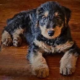 Airedale Terrier Puppies from Farm 55