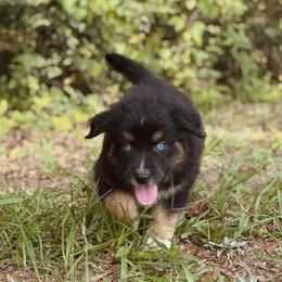Putzie - Black tri-color male Australian Shepherd puppy in Uvalda, Georgia from Happy Ours Australian Shepherds